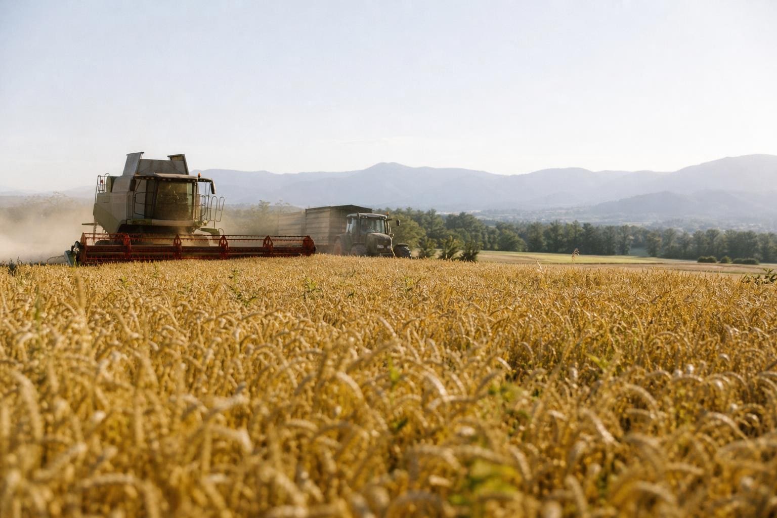 Mähdrescher und Traktor mit Anhänger ernten reifes Getreidefeld vor Bergkulisse