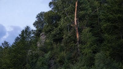 Ein vom Blitzschlag beschädigter Baum mit abgerissener Rinde in einem dichten Wald am Hang.