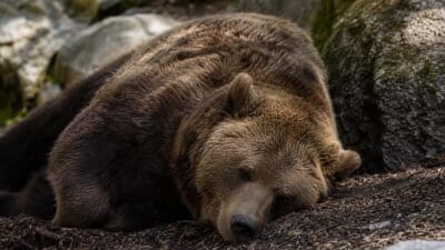 Eine ausgewachsene Braunbärin liegt mit dem Kopf auf dem Boden zwischen Steinen.