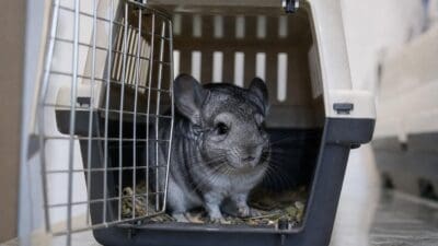 Graues Chinchilla sitzt in einem geöffneten Transportkäfig mit Heu