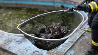 Feuerwehrmann in Uniform hält Kescher mit mehreren Katzenjungen vor Swimmingpool