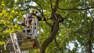 Feuerwehrmann auf einer Drehleiter streckt seine Hand zu einer Katze auf einem Baumast aus