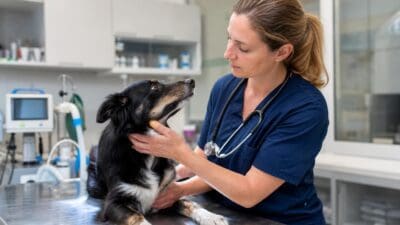 Tierärztin in blauer Kleidung untersucht einen Hund auf einem metallenen Tisch in der Praxis