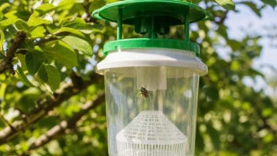 Ein Japankäfer in einer durchsichtigen Insektenfalle mit grünem Deckel hängt an einem Baumast