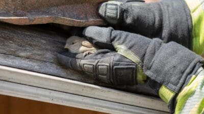 Feuerwehrhandschuhe halten einen kleinen braunen Vogel unter einer Dachkonstruktion.