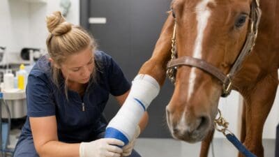 Tierärztin in blauer Kleidung verbindet das verletzte Bein einer braunen Stute