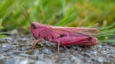 Nahaufnahme eines rosafarbenen Grashüpfers auf steinigem Untergrund vor grünem Gras