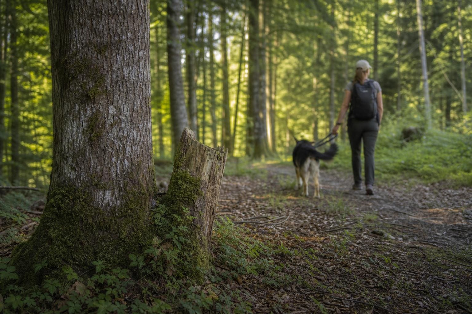 Eine Frau mit Rucksack führt einen Hund an der Leine durch den Wald.