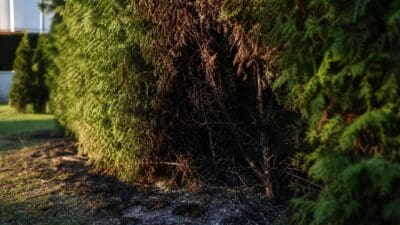Abgebrannte Thuja-Hecke mit Asche und verkohlten Ästen am Boden