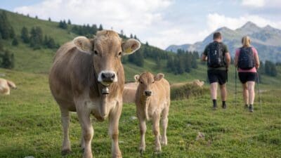 Eine braune Kuh mit Kalb steht auf einer grünen Wiese, im Hintergrund zwei Wanderer in den Bergen.