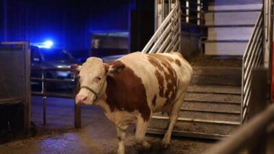 Eine braun-weiße trächtige Kuh steht nachts vor einem Viehtransporter mit Blaulicht im Hintergrund.