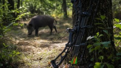 Schwarzer Compoundbogen lehnt an einem Baum im sonnigen Wald mit einem Wildschwein im Hintergrund