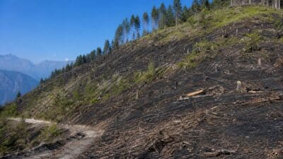 Abgebrannter Berghang mit verkohlten Baumstümpfen und erster grüner Vegetation