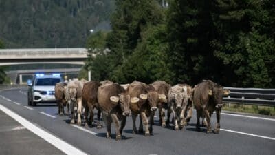13 Kühe auf A13 bei Patsch