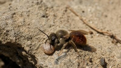 50 Wildbienenarten an Fließer Sonnenhängen nachgewiesen