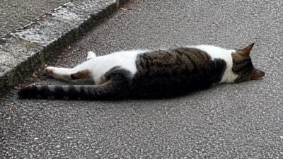 Eine getigerte Katze liegt ausgestreckt auf dem Asphalt neben einem Bordstein.
