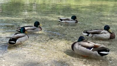 Faaker See: Stadt erinnert an Fütterungsverbot