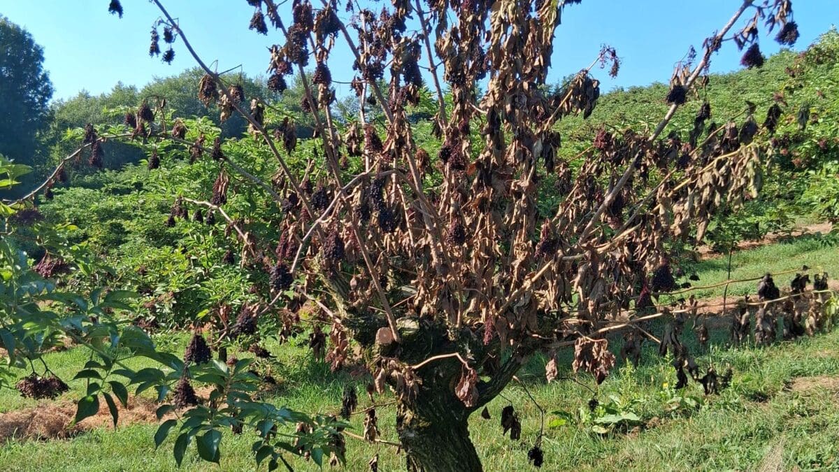 Vertrockneter Obstbaum mit braunen Blättern und dunklen Beeren in einem grünen Feld