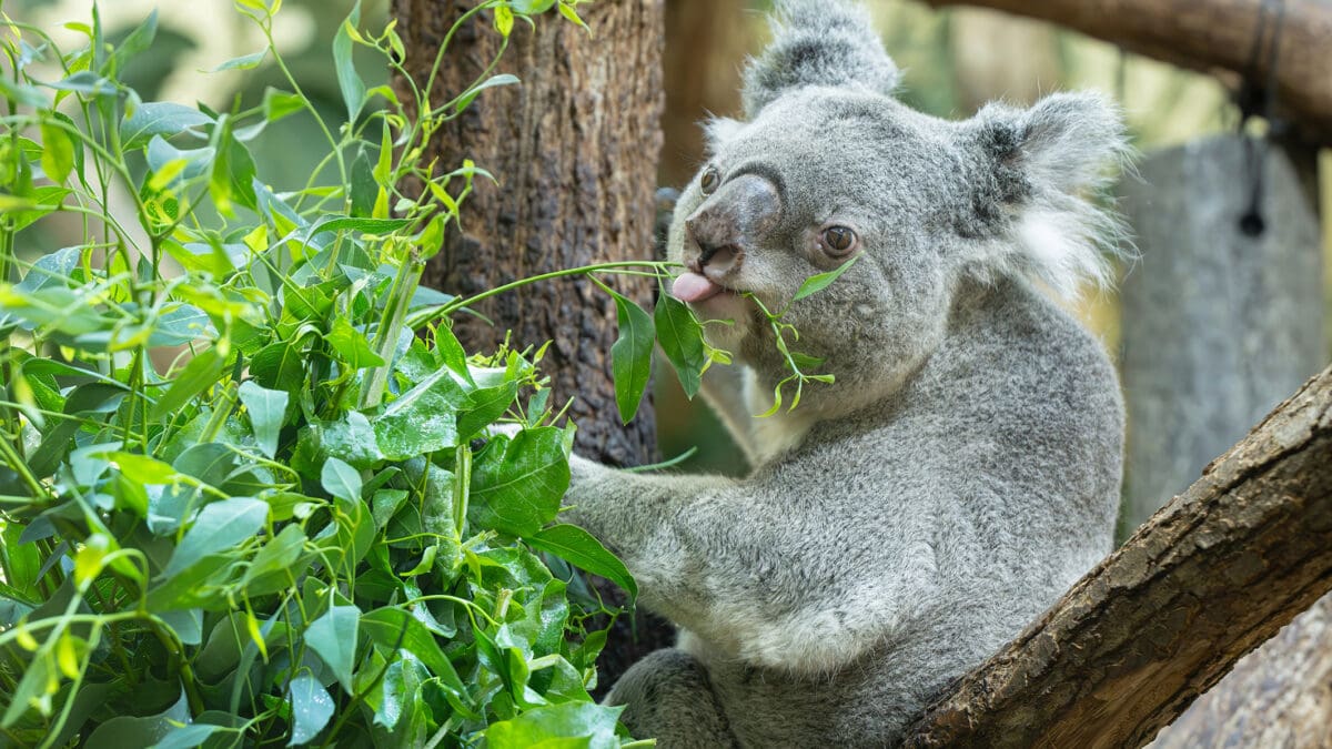 Grauer Koala sitzt auf einem Ast und frisst Eukalyptusblätter