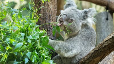 Grauer Koala sitzt auf einem Ast und frisst Eukalyptusblätter