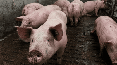 Ein großes rosa Schwein blickt in die Kamera, weitere Schweine stehen dahinter in einem schmutzigen Stall.