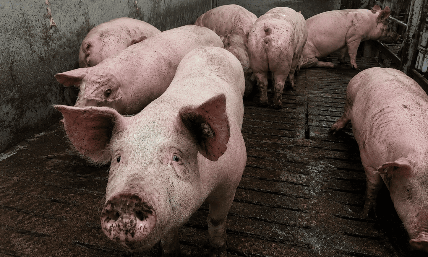 Ein großes rosa Schwein blickt in die Kamera, weitere Schweine stehen dahinter in einem schmutzigen Stall.