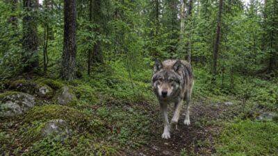 Ein Wolf läuft auf einem Pfad durch einen grünen Wald.