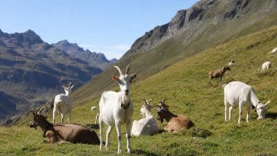 Herde aus weißen und braunen Ziegen auf einer sonnigen Bergwiese mit Bergen im Hintergrund