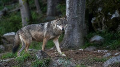 Ein Wolf steht auf einem Waldweg zwischen Bäumen und blickt in die Kamera.