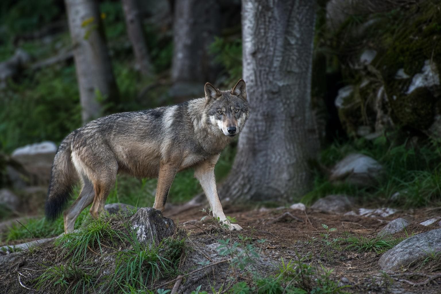 Ein Wolf steht auf einem Waldweg zwischen Bäumen und blickt in die Kamera.