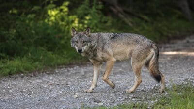 Ein Wolf mit grauem Fell läuft auf einem Kiesweg im Wald.