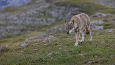 Ein graubrauner Wolf läuft über eine steinige Wiese in den Bergen.