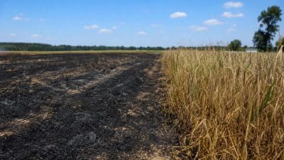 Abgebrannter Acker mit schwarzer Asche neben stehendem goldenem Getreidefeld unter blauem Himmel