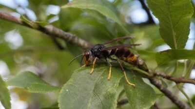 Asiatische Hornisse erstmals in Kössen nachgewiesen