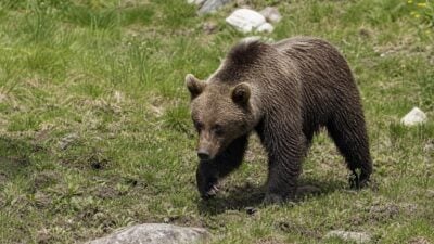 Bär als Verursacher bei totem Pony in Pfunds bestätigt