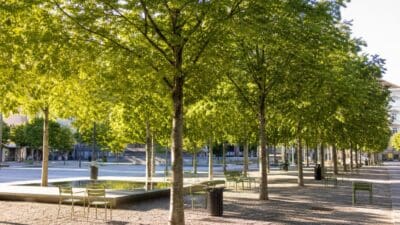 Grüne Laubbäume mit dichtem Blattwerk auf einem Platz mit grünen Stühlen und Wasserbecken in Innsbruck