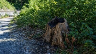 Verkohlter Baumstumpf neben Kiesweg mit Bahngleisen und grünen Büschen im Hintergrund