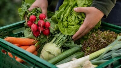 Hände einer Person halten Radieschen und Salat über einer Kiste mit Gemüse