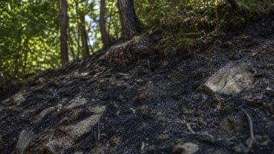 Schwarz verbrannte Böschung mit Felsen und freiliegenden Wurzeln vor grünen Bäumen im Wald