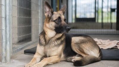 Ein braun-schwarzer Schäferhund liegt auf einer Matte neben einem Gitter im Tierheim.