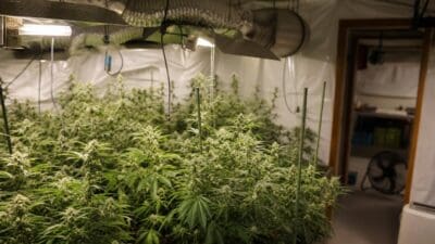 Cannabis-Plantage in Lienz entdeckt