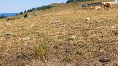 Detail einer ausgetrockneten Bergwiese mit trockenem Gras und liegenden Kühen im Hintergrund