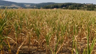 Vertrocknete Maispflanzen auf trockenem Boden in einem ausgedörrten Feld mit Hügeln im Hintergrund