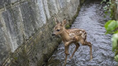 Ein junges Reh mit weißen Tupfen läuft durch Wasser neben einer Steinmauer