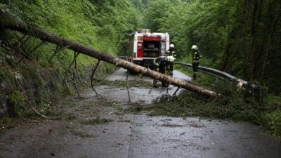 Feuerwehrleute mit Helm und Schutzkleidung zersägen einen großen umgestürzten Baum auf einer Straße.