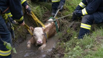 Feuerwehrleute ziehen ein Kalb mit Gurten aus einem matschigen Wassergraben