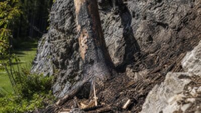 Verkohlter Baumstamm mit Brandspuren neben großen Felsen auf dem Waldboden