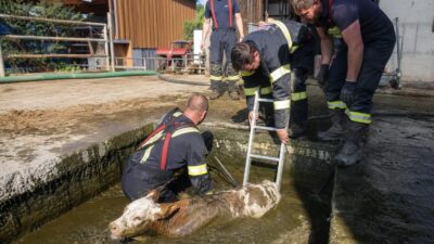 Spielberg: Kalb übersteht Sturz in Jauchegrube