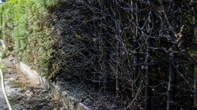 Verkohlte Hecke mit nassen Ästen neben noch grüner Hecke und Feuerwehrschlauch auf nassem Boden