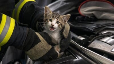 Feuerwehrmann in Schutzhandschuhen hält eine junge gestreifte Katze vor dem Motorraum eines Autos.
